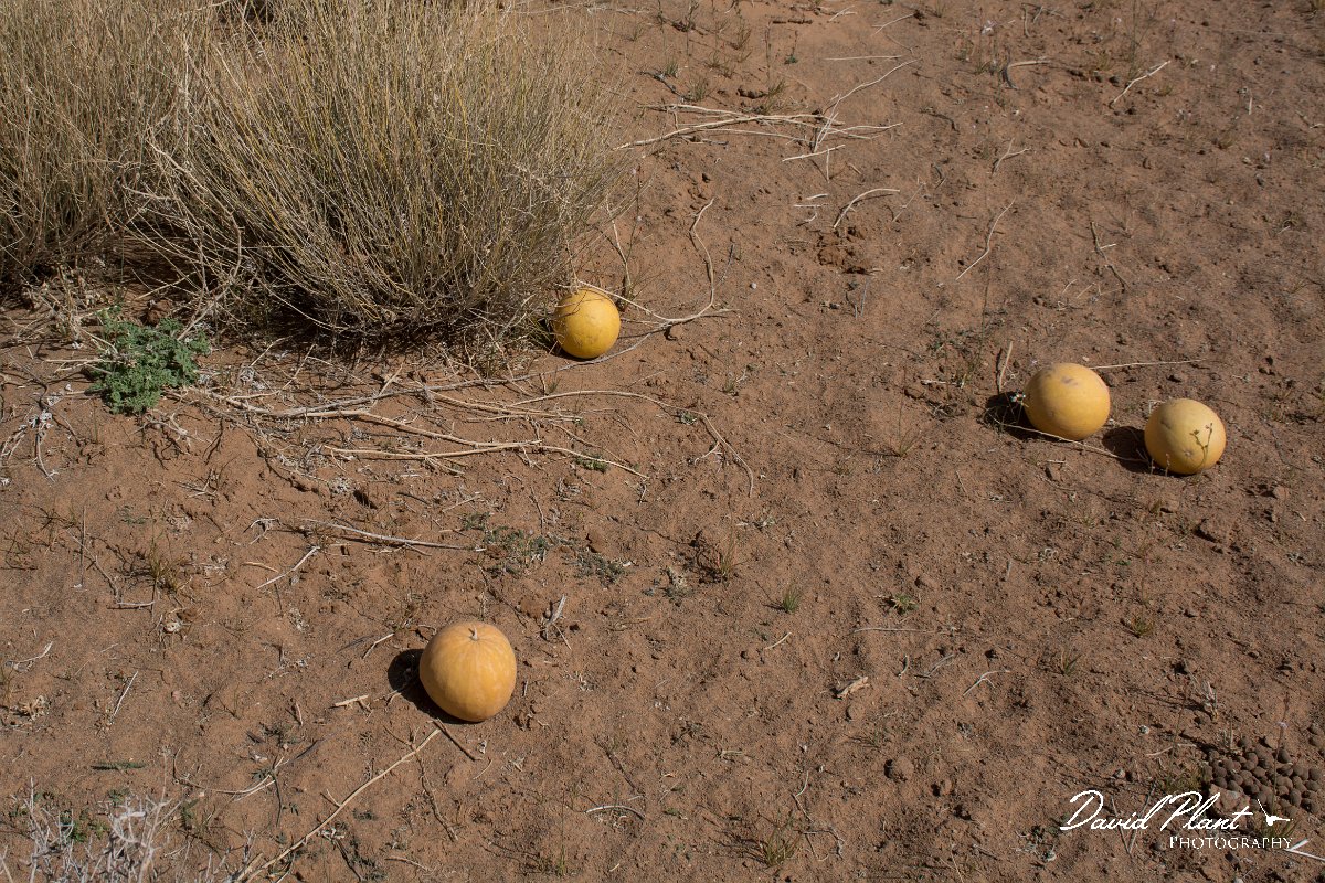 DPPhotography - Morocco - Citrullus colocynthis - A.jpg - Desert melon, Citrullus colocynthis - Oued Rheris, Morocco