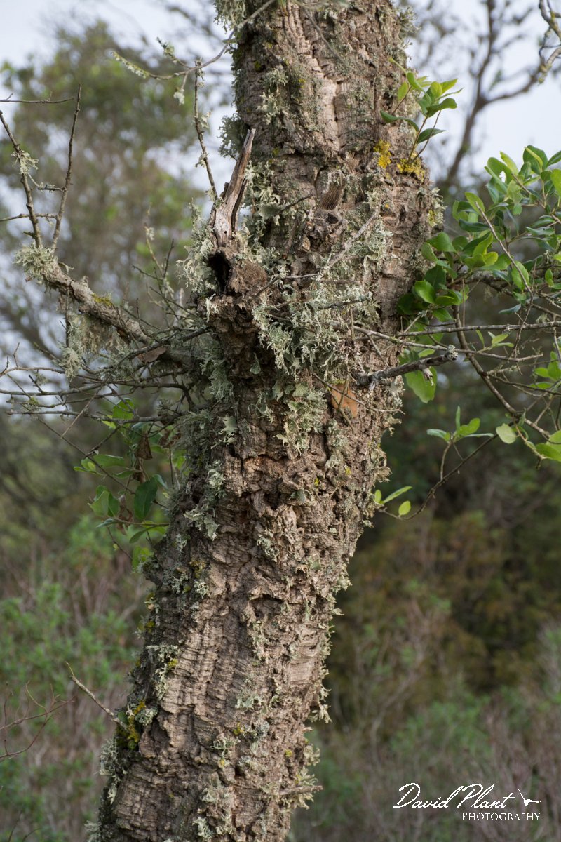DPPhotography - Morocco - Cork oak - A.jpg - Cork oak, Quercus suber - The Zaer, Morocco