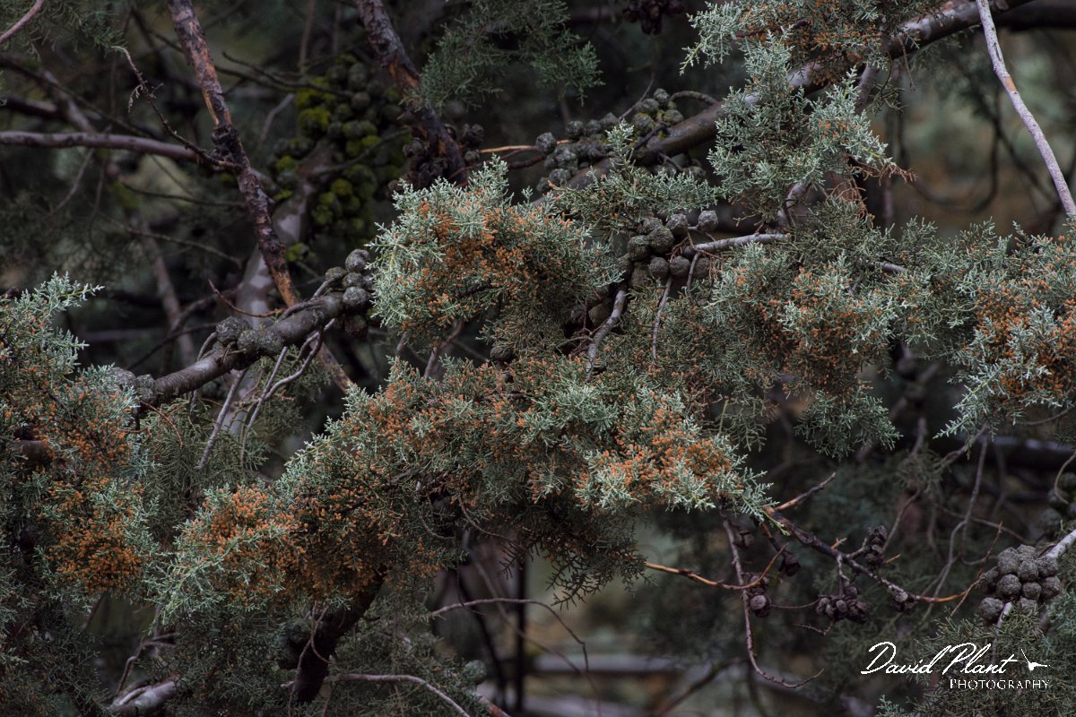 DPPhotography - Morocco - Cupressus atlantica - A.jpg - Moroccan Cypress, Cupressus atlantica - High Atlas, Morocco
