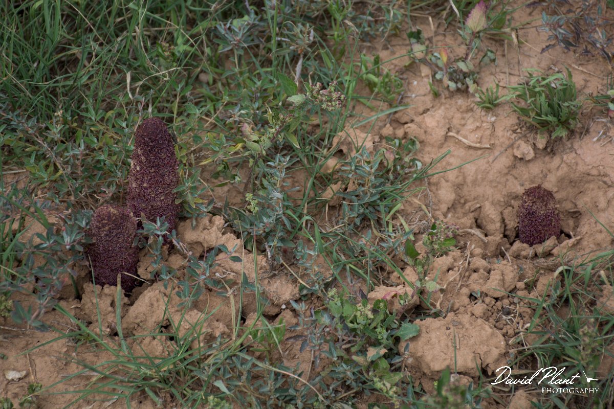 DPPhotography - Morocco - Cynomorium coccineum - A.jpg - Cynomorium coccineum - Oued Massa, Morocco