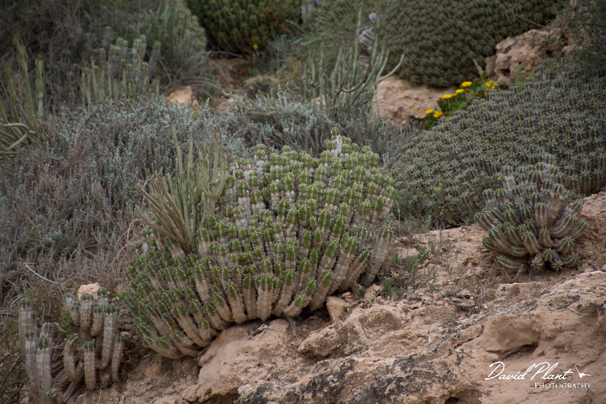 DPPhotography - Morocco - Euphorbia officinarum subsp. Echinus - A.jpg - Euphorbia officinarum subsp. Echinus - Oued Massa, Morocco