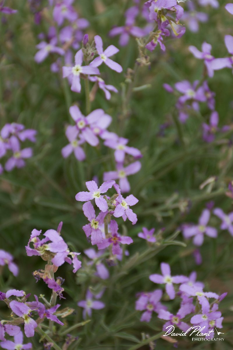 DPPhotography - Morocco - Matthiola longipetala - A.jpg - Matthiola longipetala - Oued Massa, Morocco