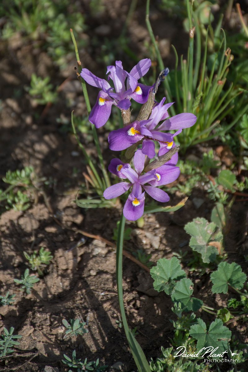 DPPhotography - Morocco - Moraea sisyrinchium - A.jpg - Moraea sisyrinchium - Oued Massa, Morocco