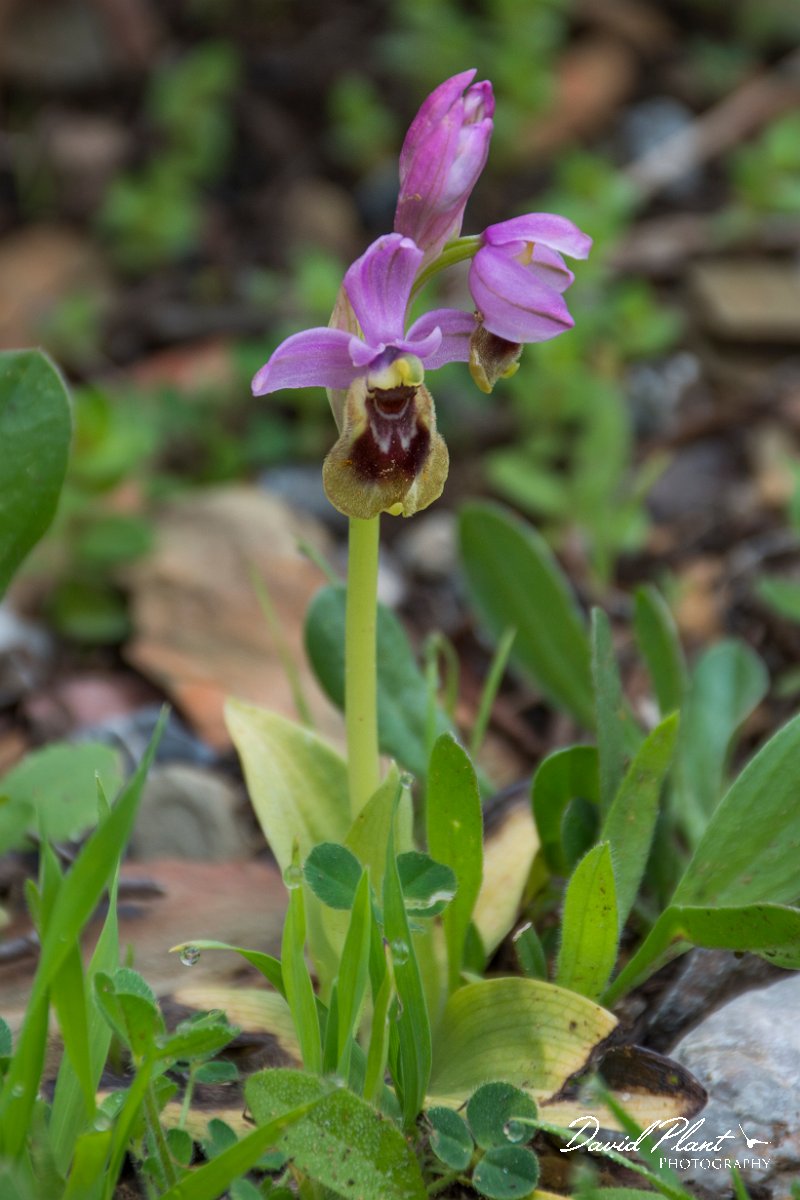 DPPhotography - Morocco - Orphys tenthredinifera - A.jpg - Sawfly orchid, Ophrys tenthredinifera - The Zaer, Morocco