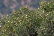 DPPhotography - Morocco - Argon tree - A