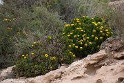 DPPhotography - Morocco - Asteriscus imbricatus - A