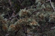 DPPhotography - Morocco - Cupressus atlantica - A
