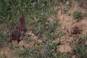 DPPhotography - Morocco - Cynomorium coccineum - A