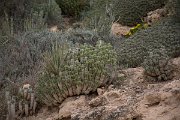 DPPhotography - Morocco - Euphorbia officinarum subsp. Echinus - A