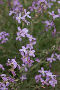 DPPhotography - Morocco - Matthiola longipetala - A
