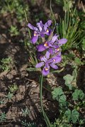 DPPhotography - Morocco - Moraea sisyrinchium - A