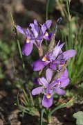 DPPhotography - Morocco - Moraea sisyrinchium - B
