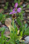 DPPhotography - Morocco - Orphys tenthredinifera - A