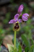 DPPhotography - Morocco - Orphys tenthredinifera - B
