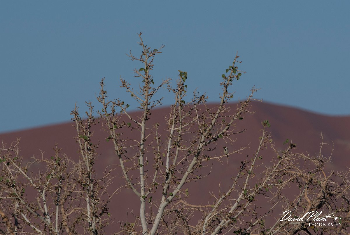 DPPhotography - Namibia - Acacia pied barbet - A.jpg - Acacia pied barbet - Namib-Naukluft National Park
