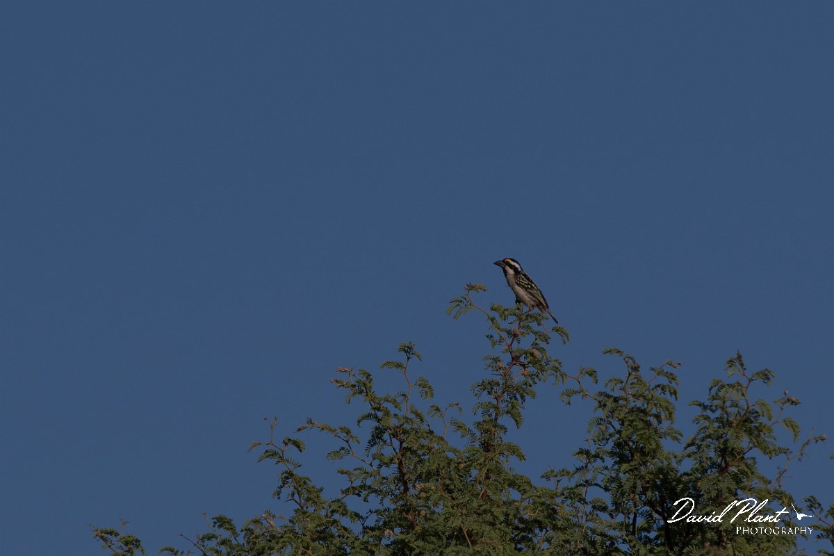 DPPhotography - Namibia - Acacia pied barbet - B.jpg - Acacia pied barbet - Namib-Naukluft National Park