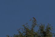 DPPhotography - Namibia - Acacia pied barbet - B