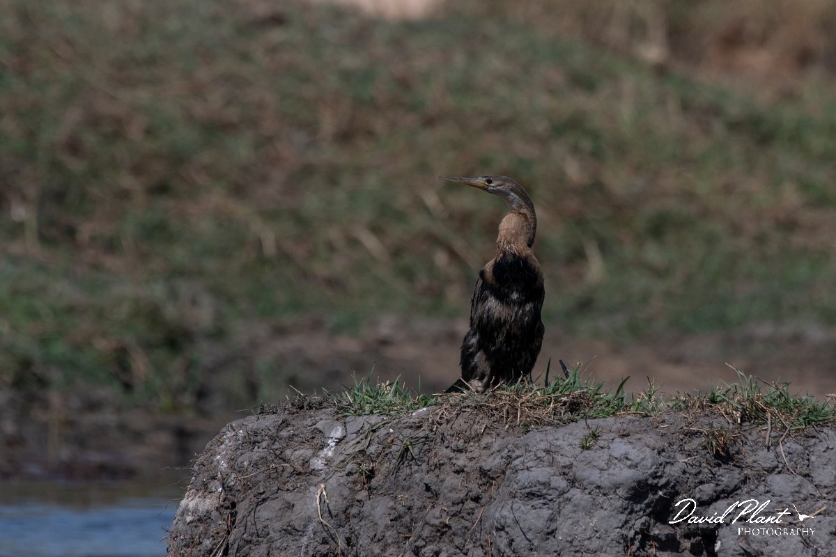 DPPhotography - Namibia - African darter - A.jpg - African darter - Buffalo Core Area