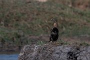 DPPhotography - Namibia - African darter - A