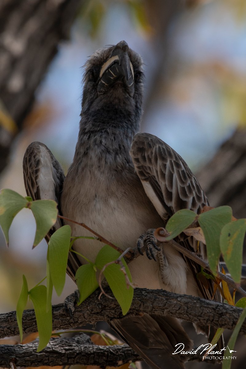 DPPhotography - Namibia - African grey hornbill - A.jpg - African grey hornbill - Etosha National Park