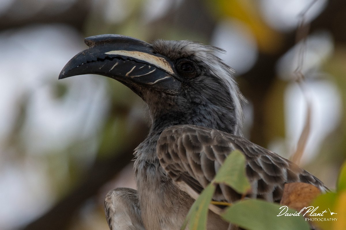 DPPhotography - Namibia - African grey hornbill - B.jpg - African grey hornbill - Etosha National Park