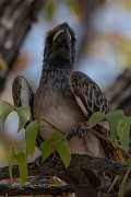 DPPhotography - Namibia - African grey hornbill - A