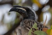 DPPhotography - Namibia - African grey hornbill - B