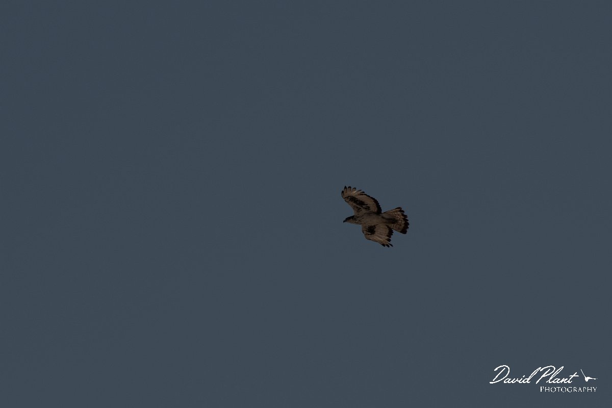 DPPhotography - Namibia - African hawk-eagle - A.jpg - Afrrican hawk-eagle - Etosha National Park