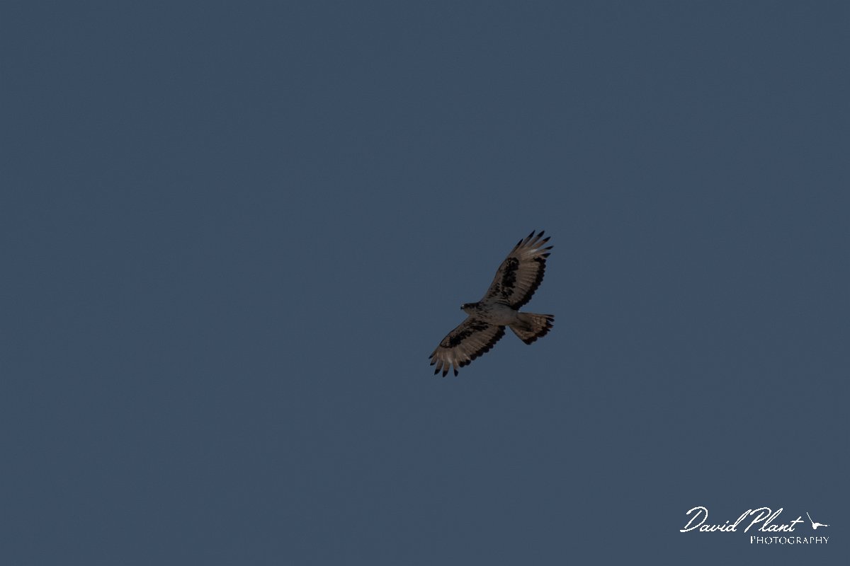 DPPhotography - Namibia - African hawk-eagle - B.jpg - Afrrican hawk-eagle - Etosha National Park