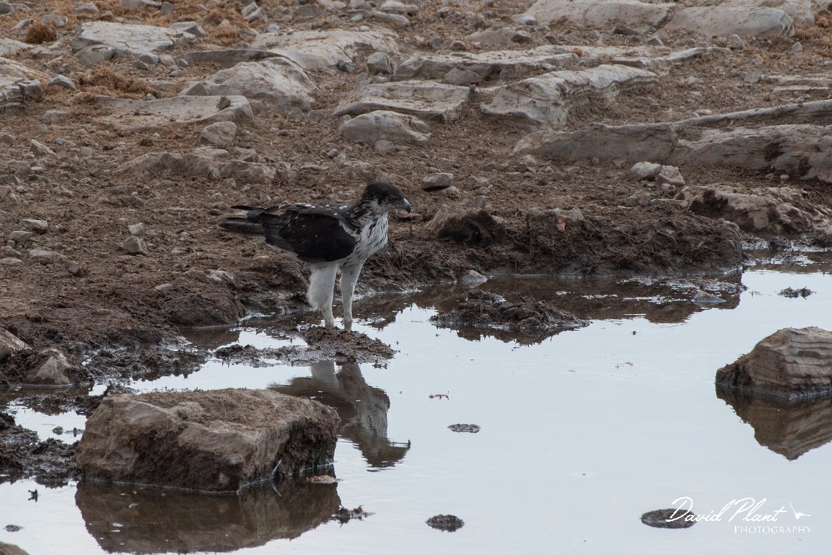 DPPhotography - Namibia - African hawk-eagle - C.jpg - Afrrican hawk-eagle - Etosha National Park