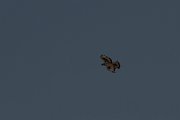 DPPhotography - Namibia - African hawk-eagle - A