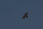 DPPhotography - Namibia - African hawk-eagle - B