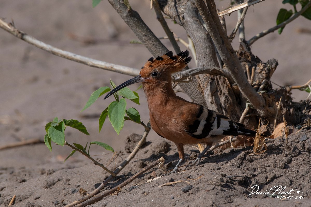 DPPhotography - Namibia - African hoopoe - A.jpg - African hoopoe - Buffalo Core Area