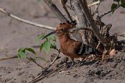 DPPhotography - Namibia - African hoopoe - A