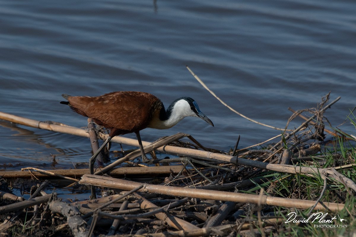 DPPhotography - Namibia - African jacana - A.jpg - African jacana - Mahango National Park