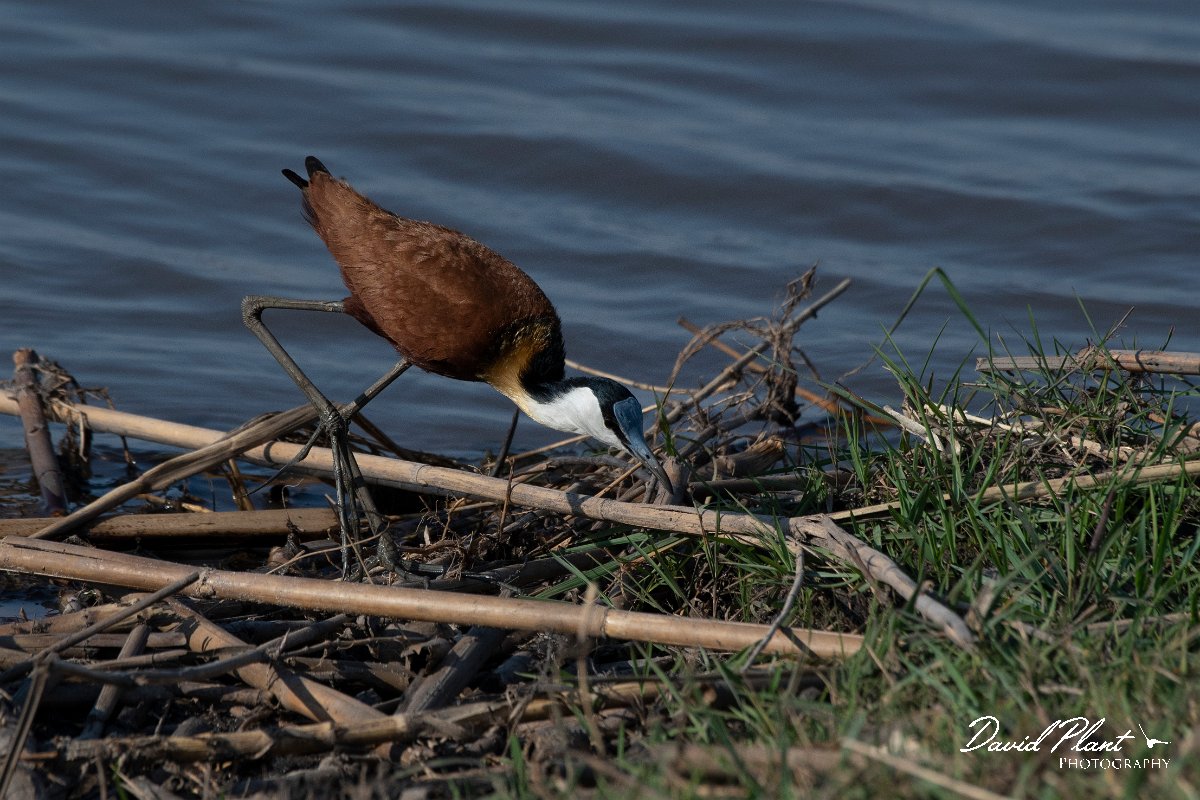 DPPhotography - Namibia - African jacana - B.jpg - African jacana - Mahango National Park