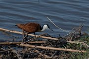 DPPhotography - Namibia - African jacana - A