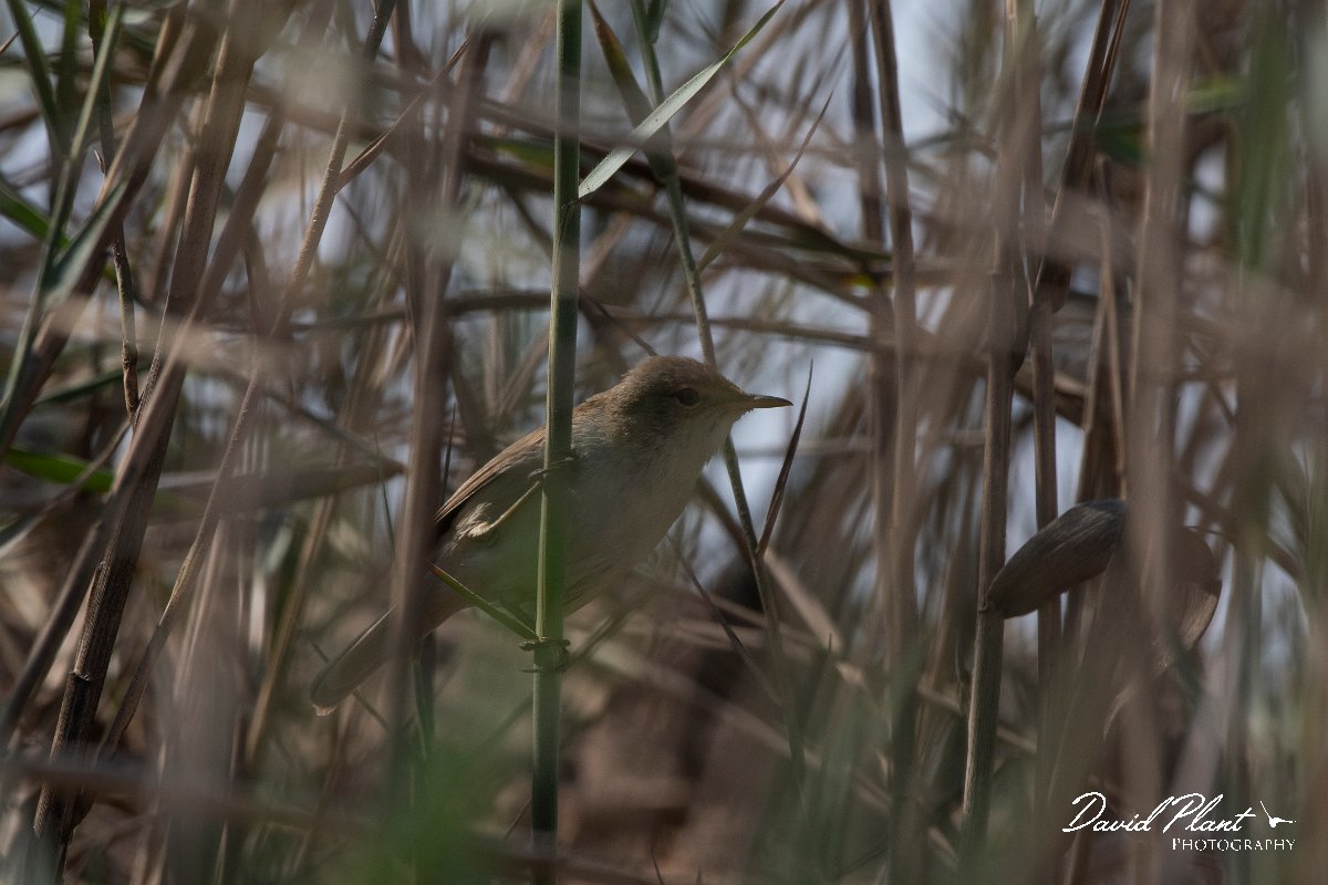 DPPhotography - Namibia - African reed warbler - A.jpg - African reed warbler - Walvis Bay Bird Sanctuary