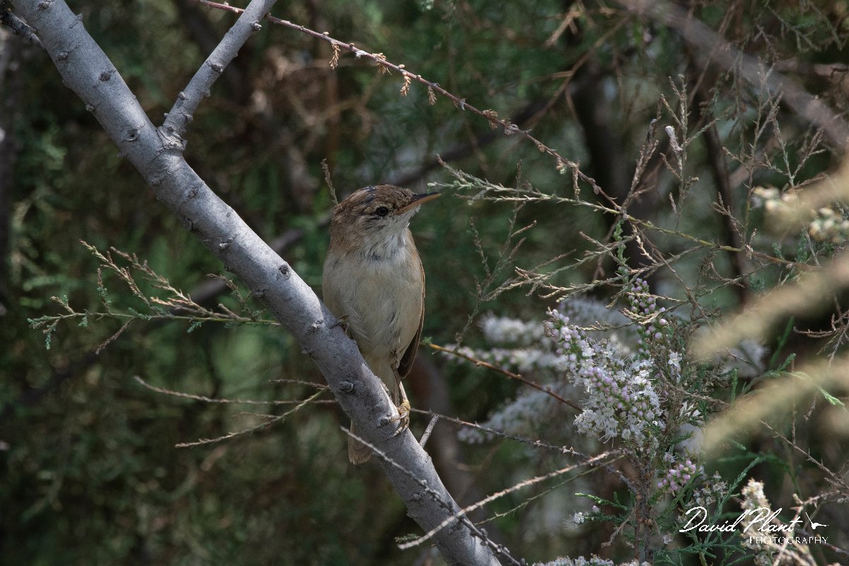 DPPhotography - Namibia - African reed warbler - B.jpg - African reed warbler - Walvis Bay Bird Sanctuary
