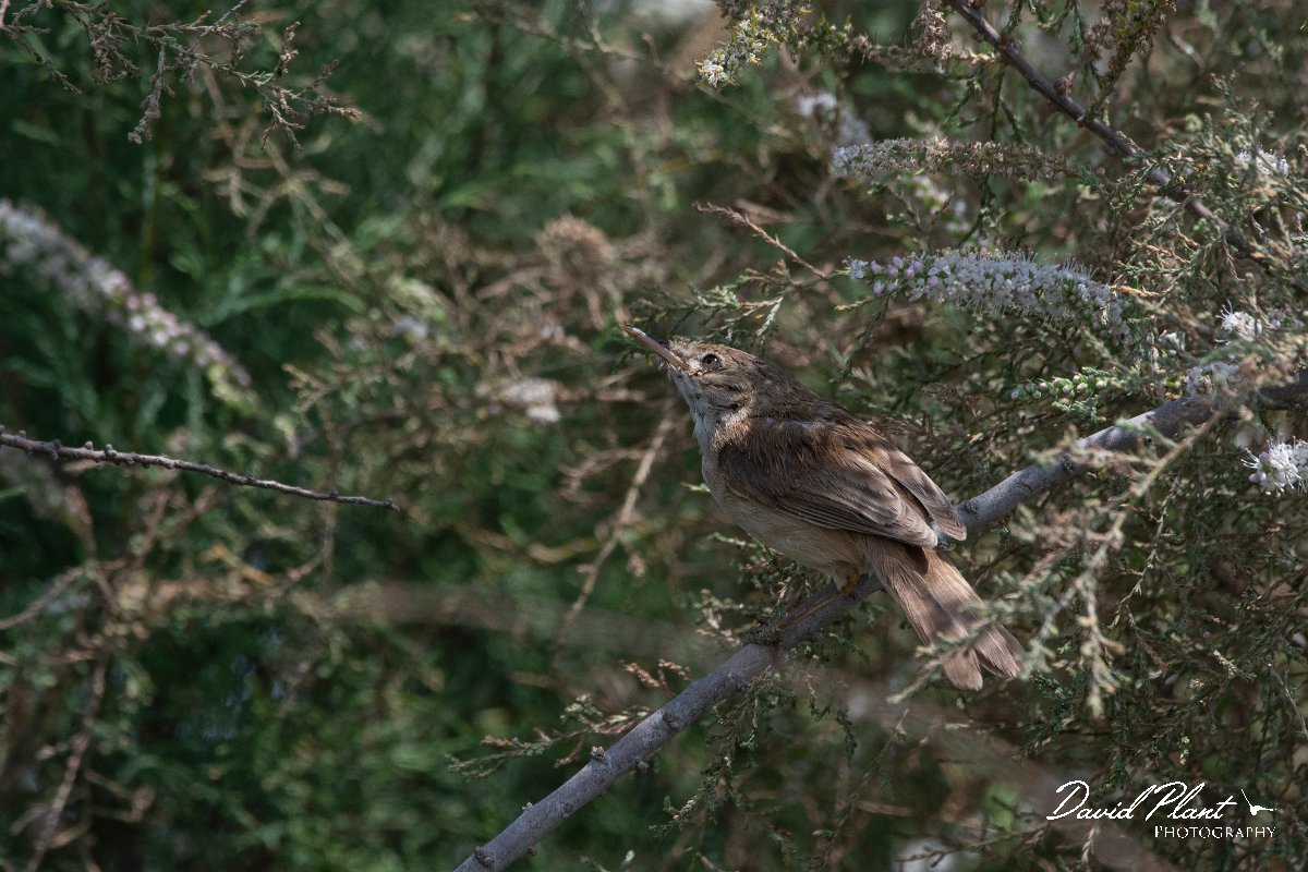 DPPhotography - Namibia - African reed warbler - C.jpg - African reed warbler - Walvis Bay Bird Sanctuary