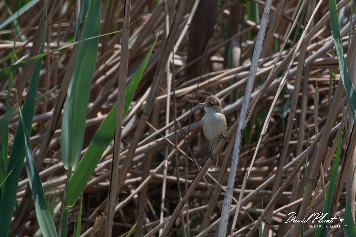 DPPhotography - Namibia - African reed warbler - D.jpg - African reed warbler - Walvis Bay Bird Sanctuary