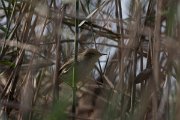 DPPhotography - Namibia - African reed warbler - A