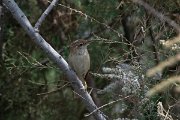 DPPhotography - Namibia - African reed warbler - B