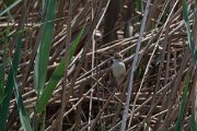 DPPhotography - Namibia - African reed warbler - D