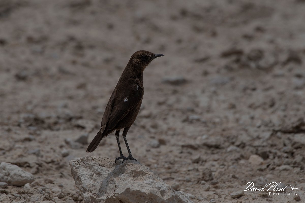DPPhotography - Namibia - Ant-eating chat - A.jpg - Ant-eating chat - Etosha National Park