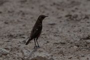 DPPhotography - Namibia - Ant-eating chat - A