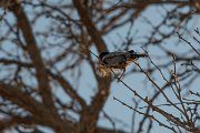 DPPhotography - Namibia - Ashy tit - A