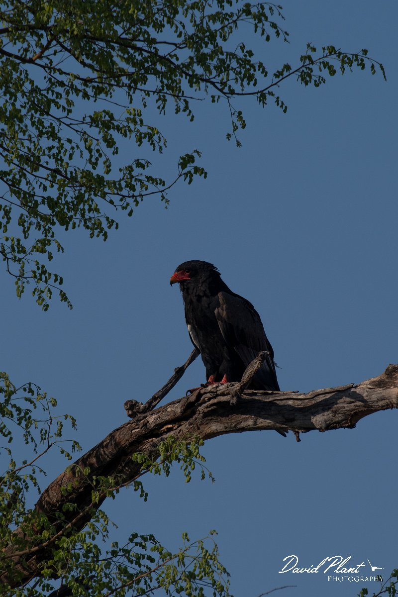 DPPhotography - Namibia - Bateleur - A.jpg - Bateleur - Buffalo Core Area