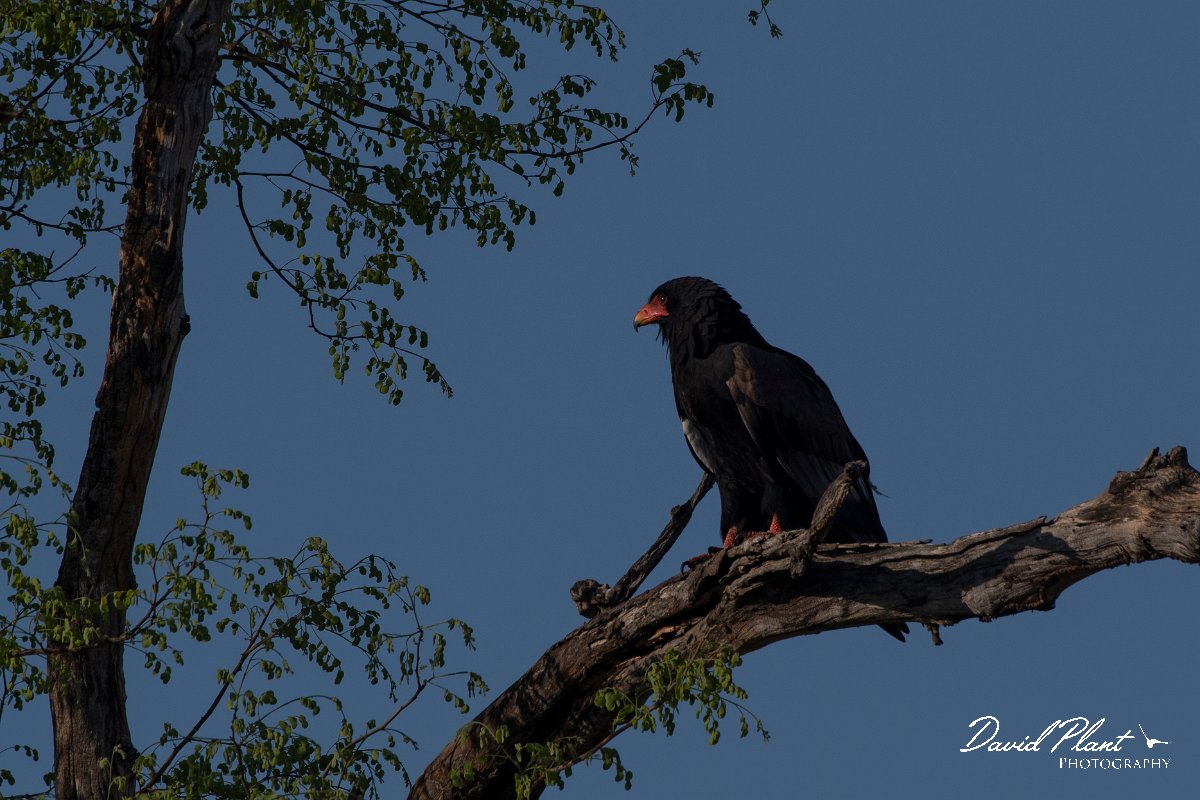 DPPhotography - Namibia - Bateleur - B.jpg - Bateleur - Buffalo Core Area