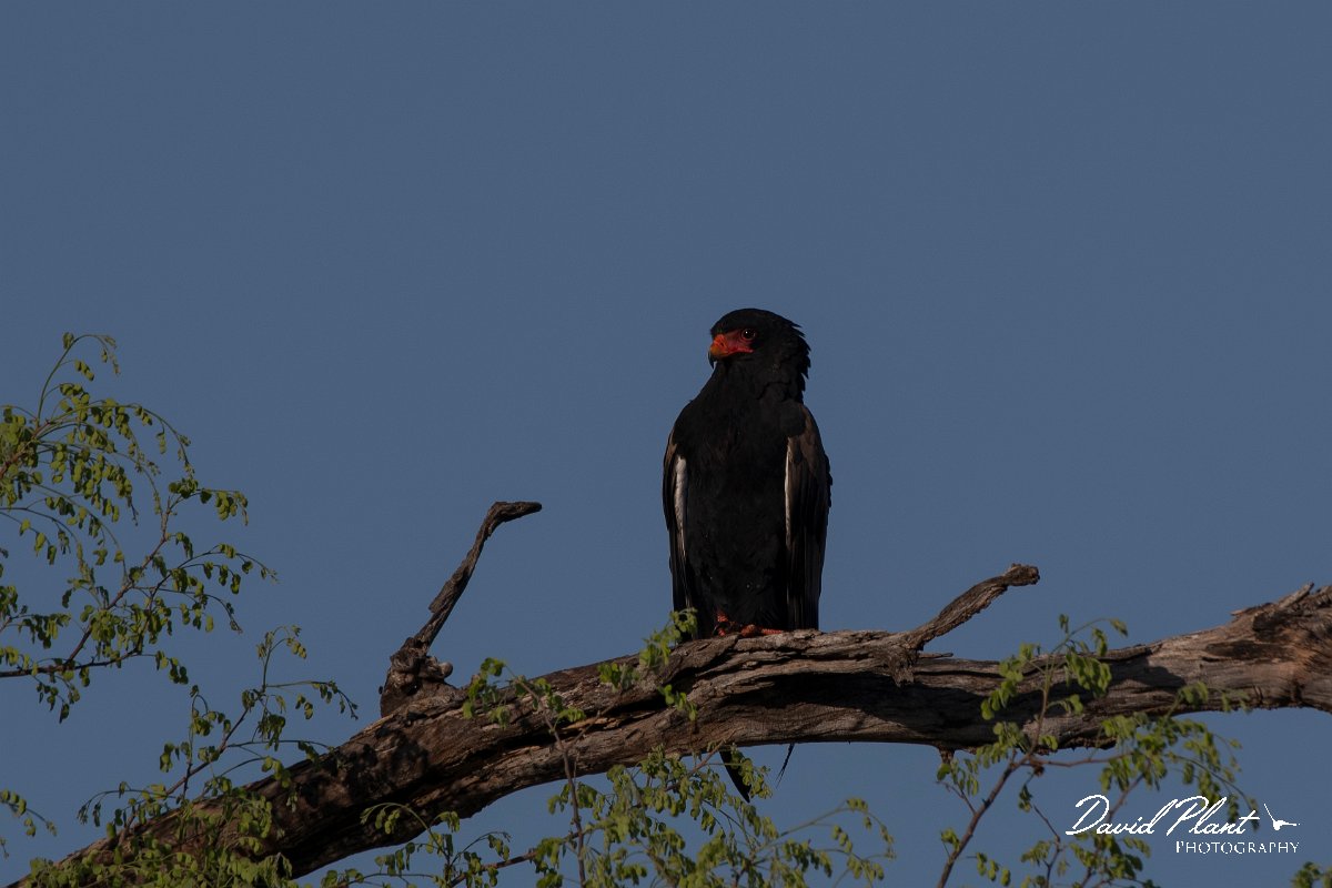 DPPhotography - Namibia - Bateleur - C.jpg - Bateleur - Buffalo Core Area
